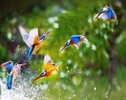 The place has been a paradise for bird watchers with birds like hornbills, golden orioles, robins, bulbuls and woodpeckers residing in the area. There